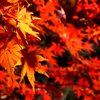 紅葉