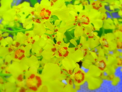 黄色の花群