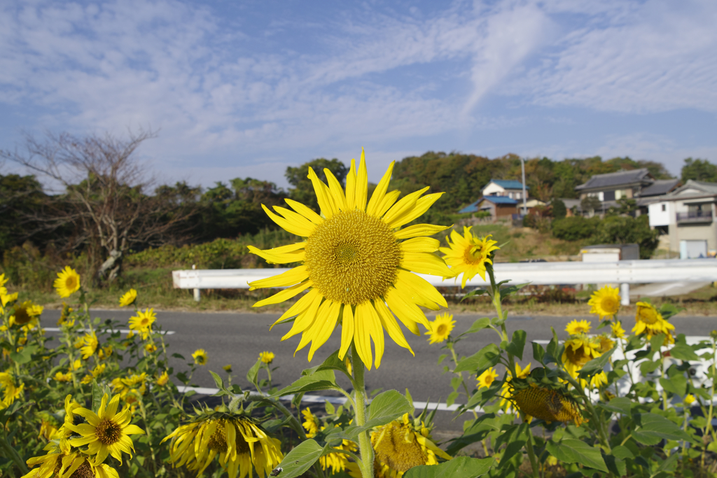 １１月なのに向日葵