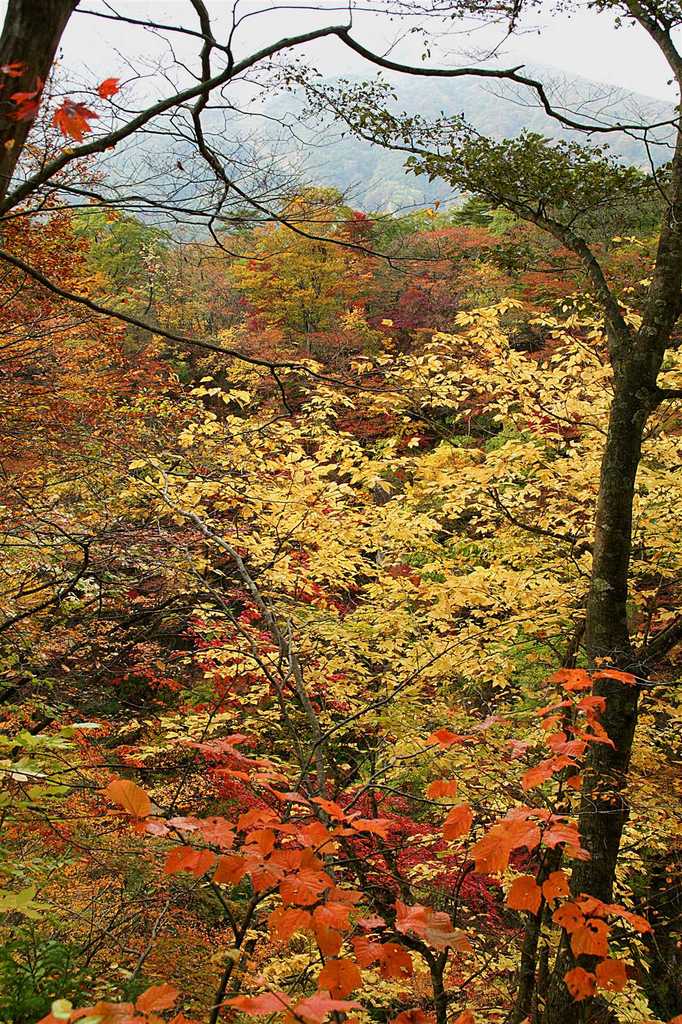 鳴子峡の紅葉_R