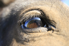 eye