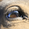 eye