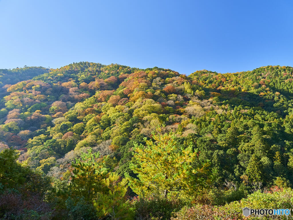 大河内山荘④