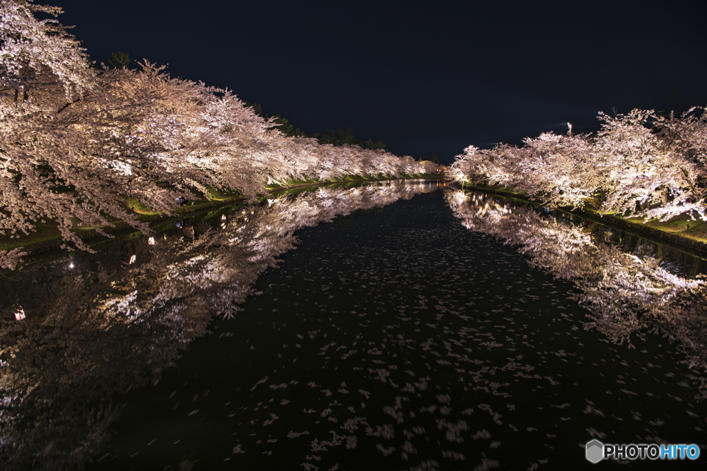 桜は夜①(弘前公園)