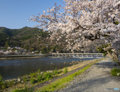 京の桜　2021　嵐山③