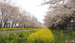 桜と菜の花ロード②