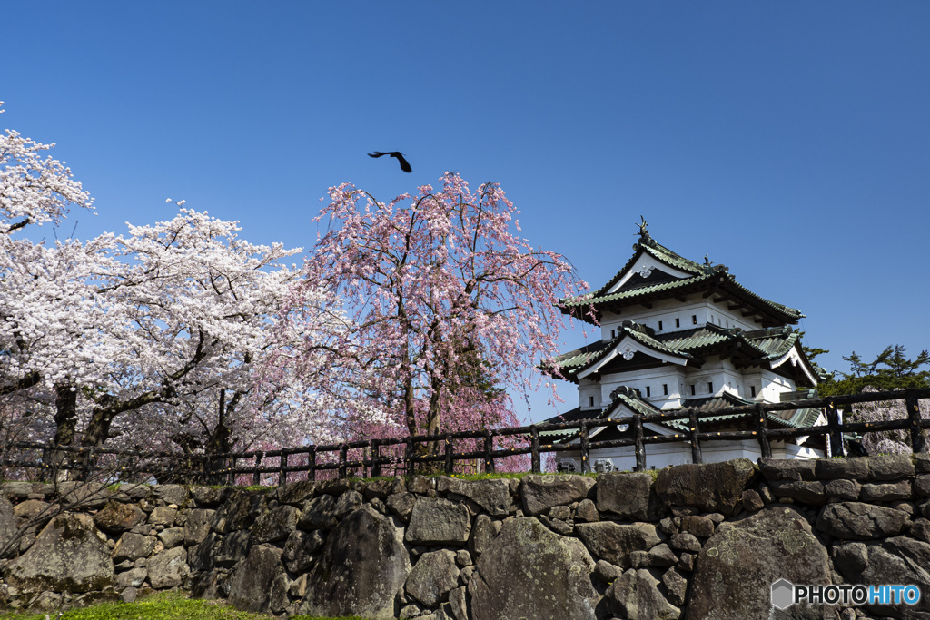 東北桜　2021　弘前公園　昼　①