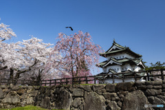 東北桜　2021　弘前公園　昼　①