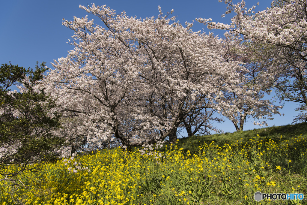 桜堤公園①
