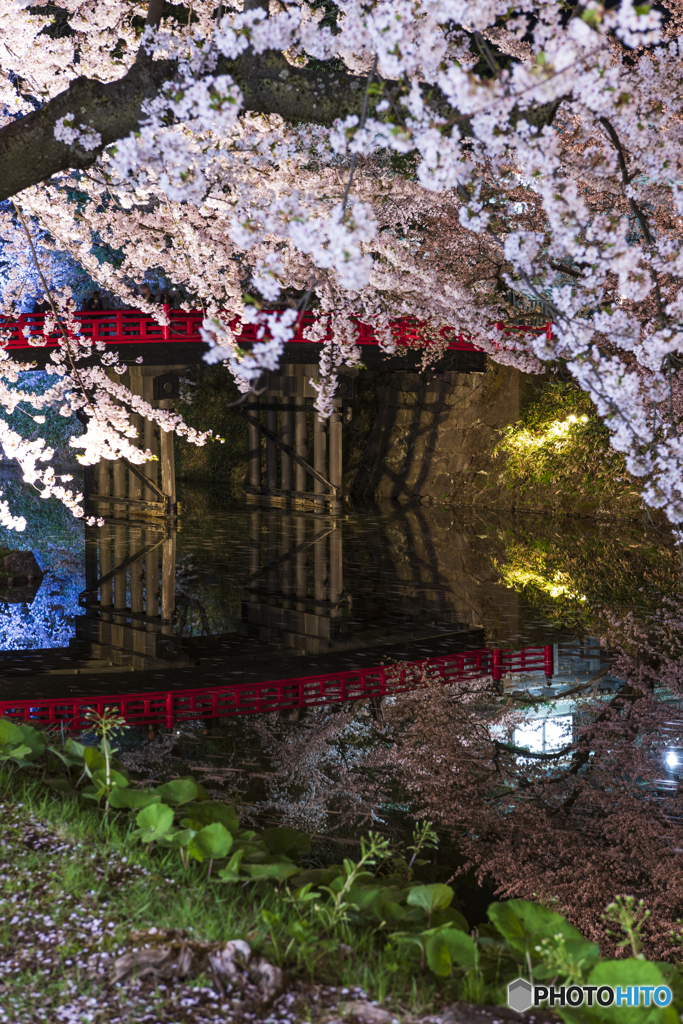 桜は夜④(弘前公園)