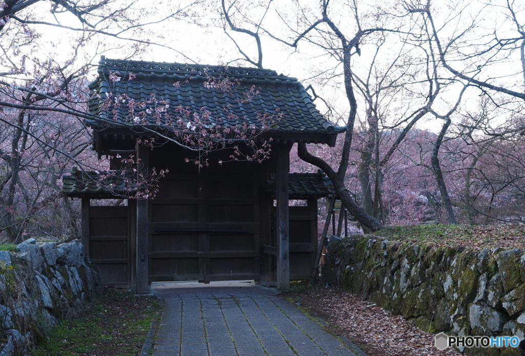 今年は閉鎖の高遠城址公園②