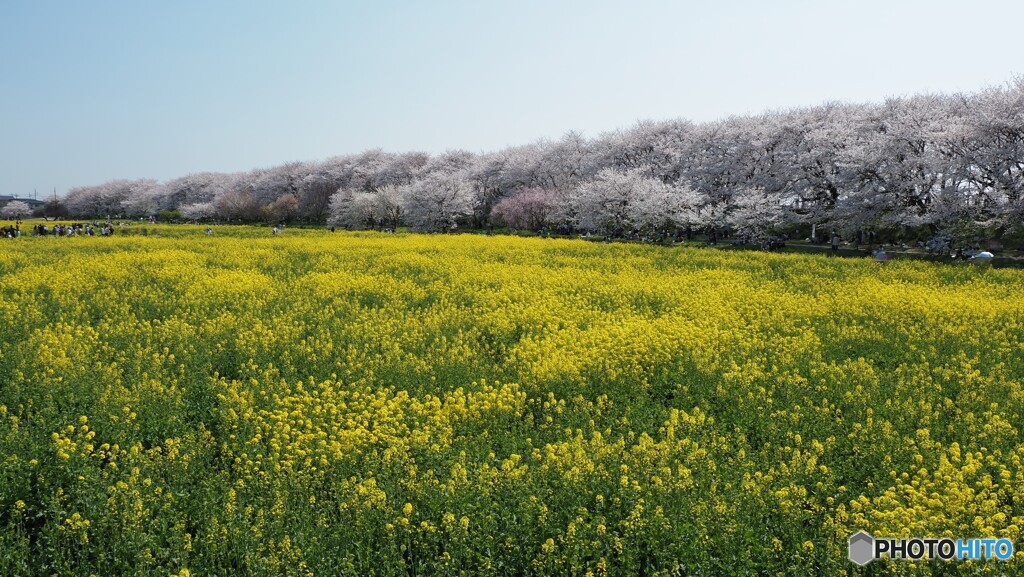 権現堂堤 菜の花と染井吉野