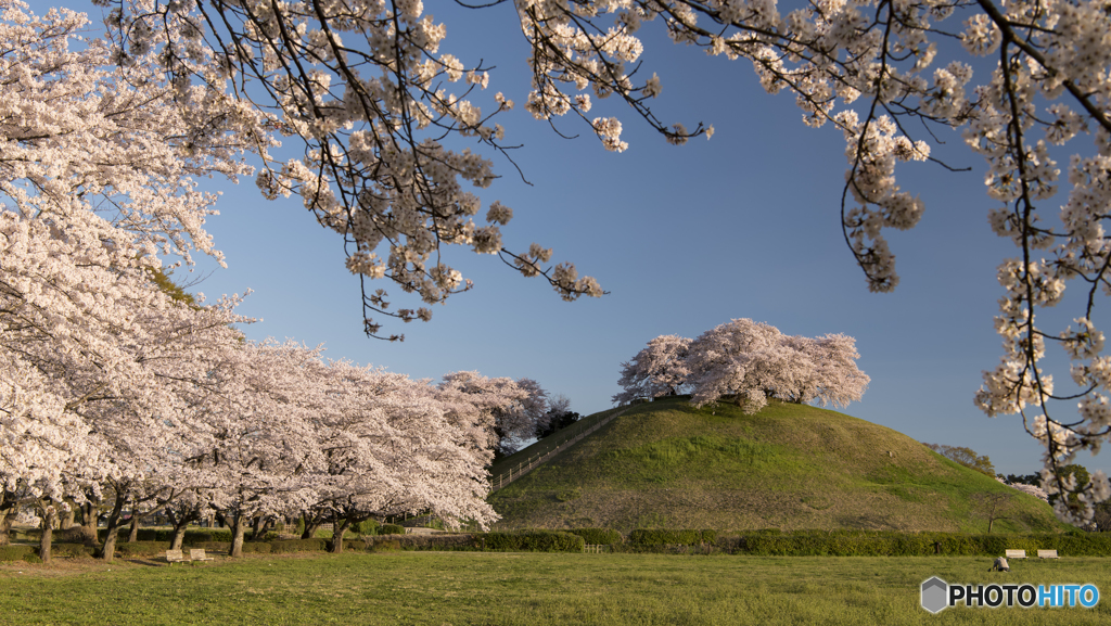 桜の奥に桜あり