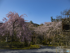 京の桜　2021　天龍寺②