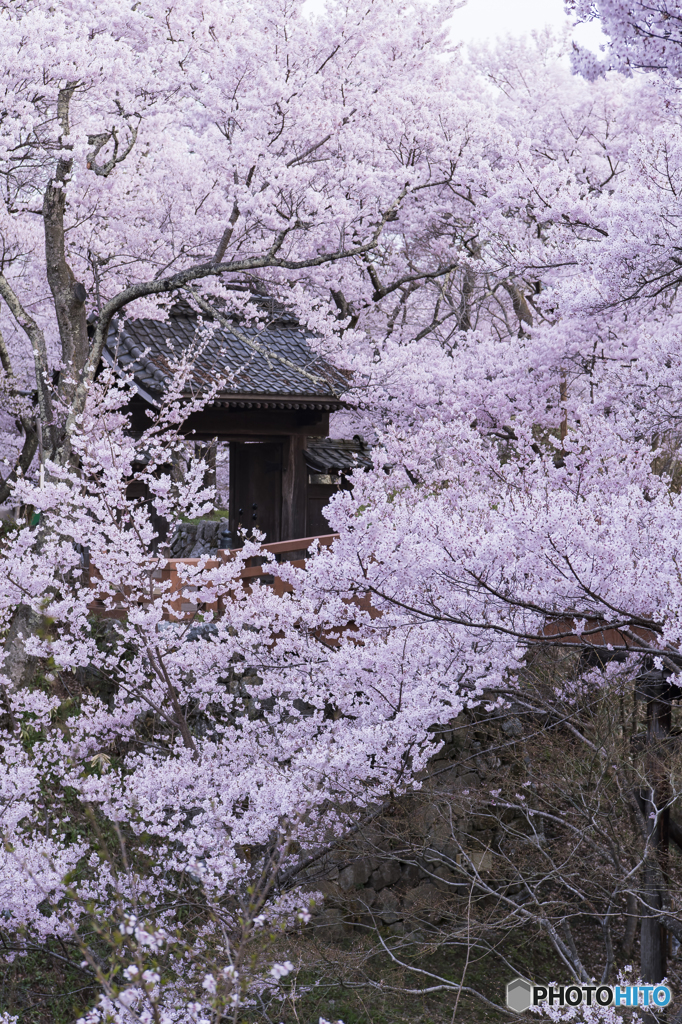 高遠城址の定番