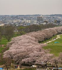 大蛇のような桜並木