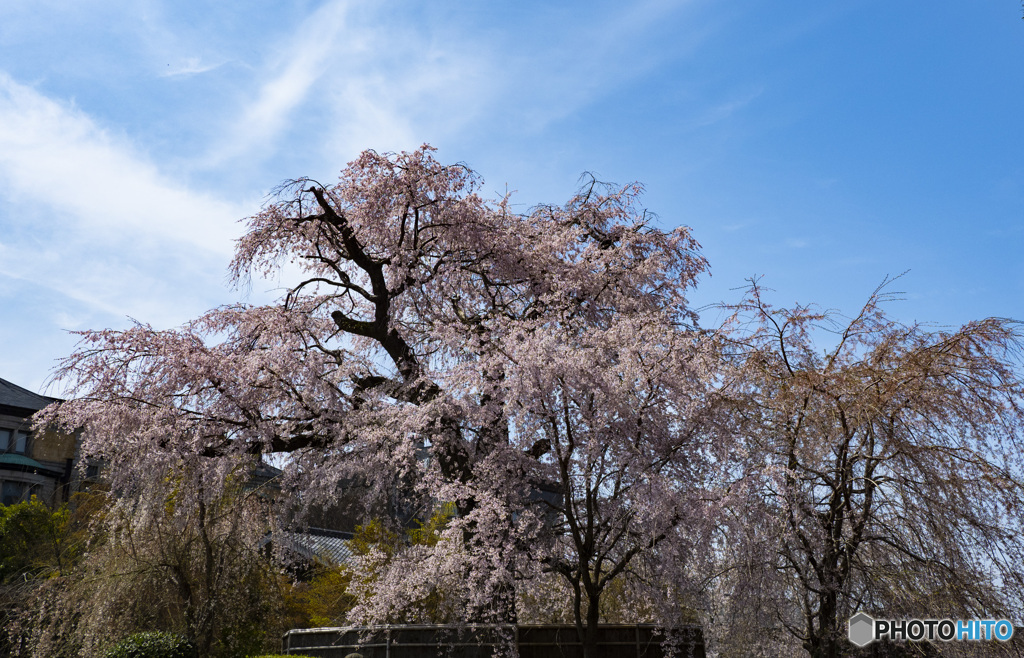 京の桜　2021　円山公園