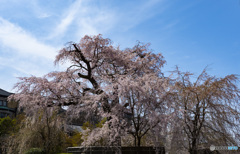 京の桜　2021　円山公園