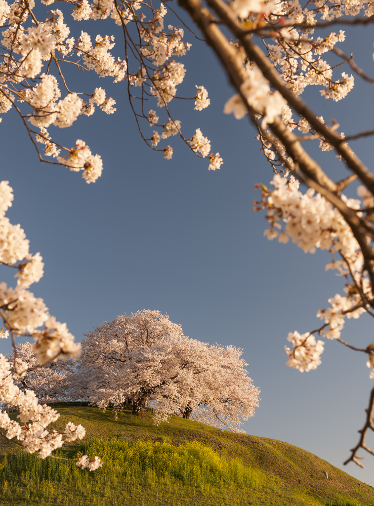 古墳桜2014