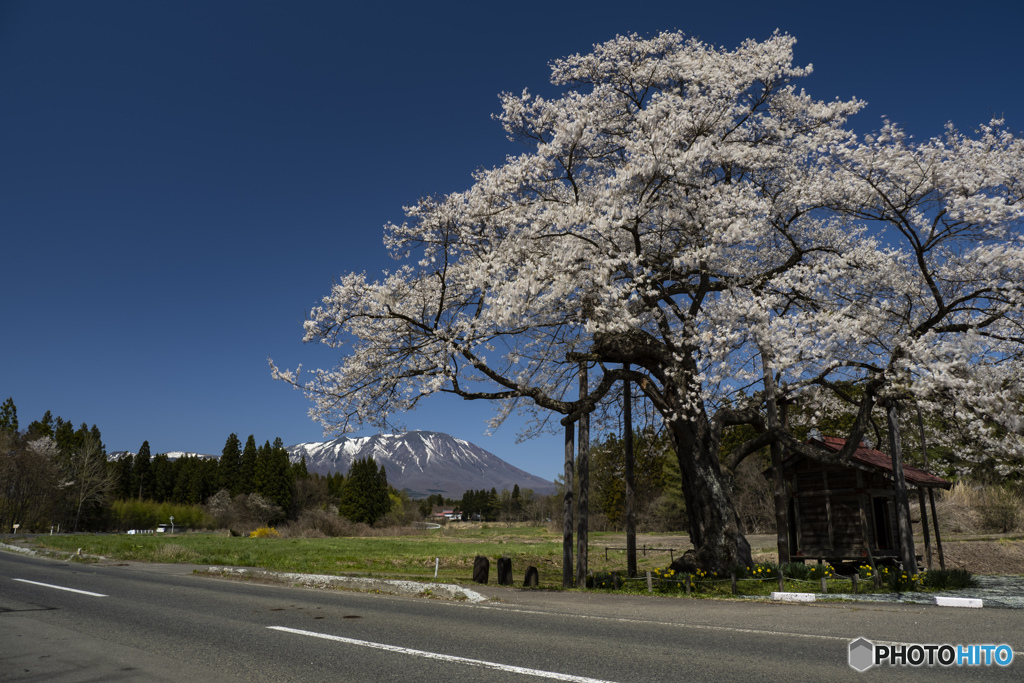 東北桜　2021　岩手山　③