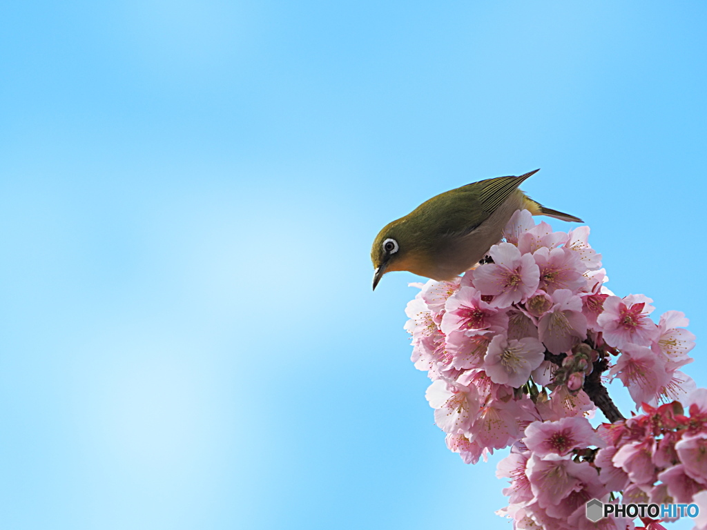 春の主役