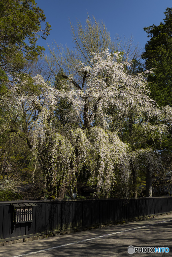 東北桜　角館　2021　①