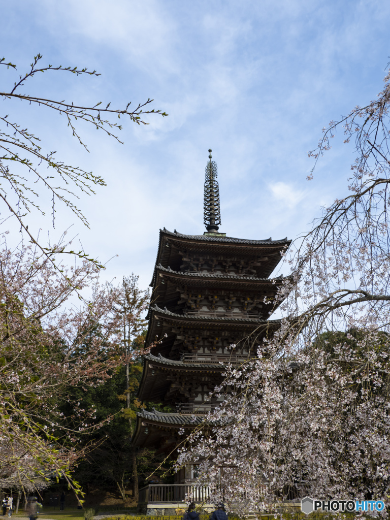 京の桜　2021　醍醐寺①