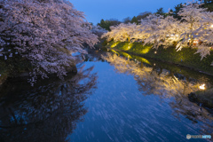 東北桜　2021　弘前公園　夜　③