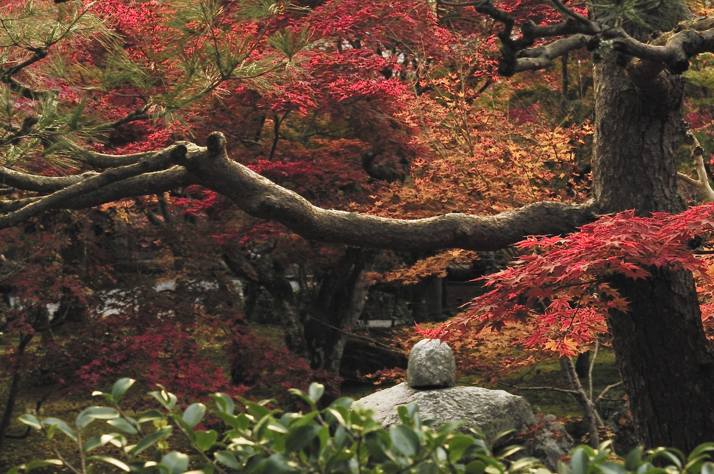 京都紅葉