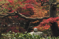 京都紅葉