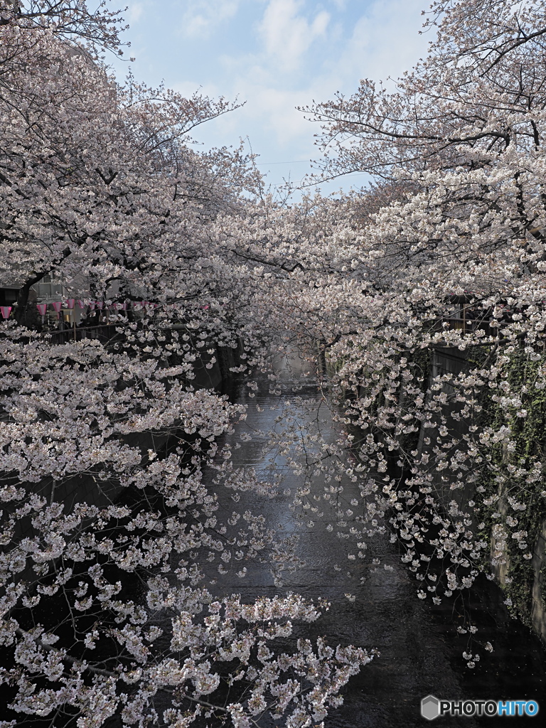 今年は行けなかった目黒川