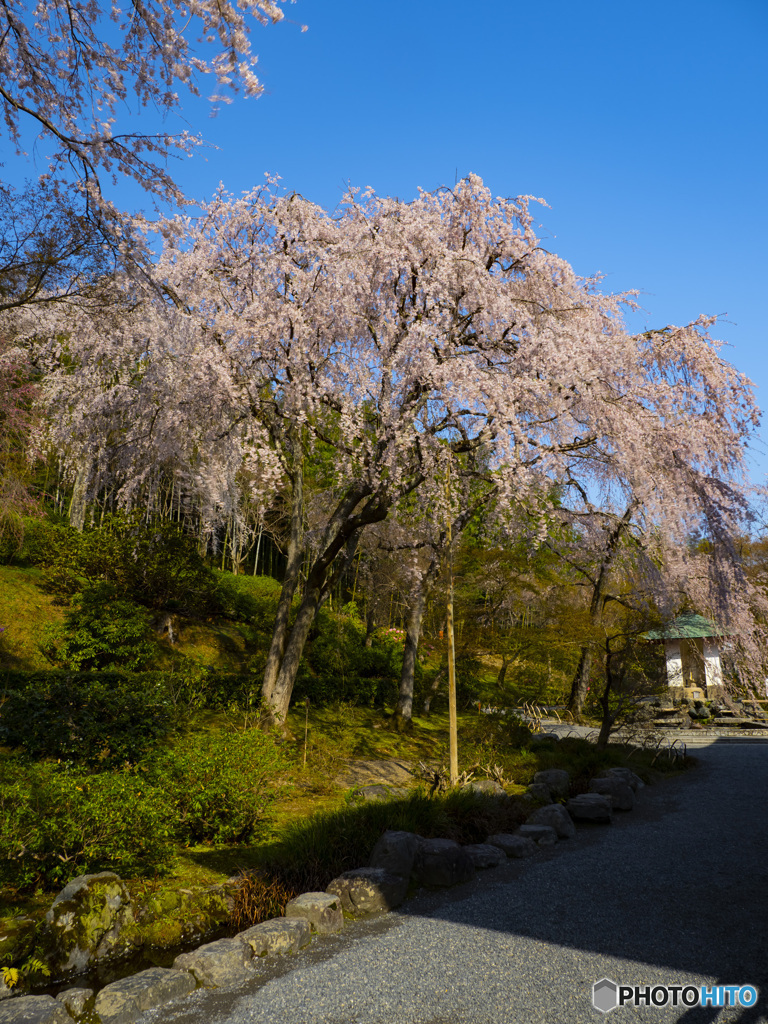 京の桜　2021　天龍寺③