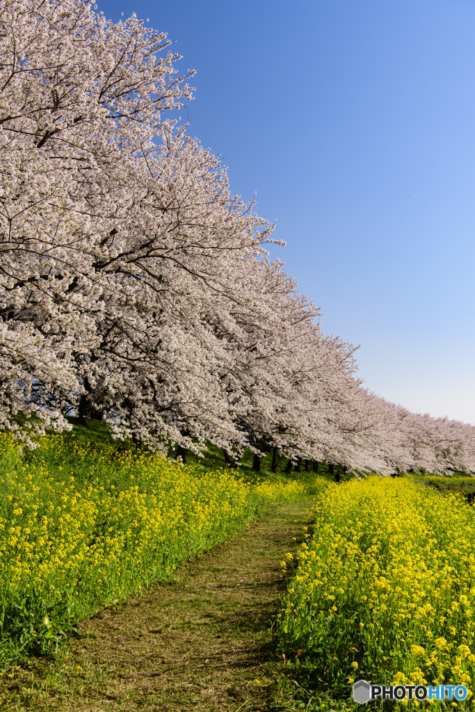 桜堤公園②