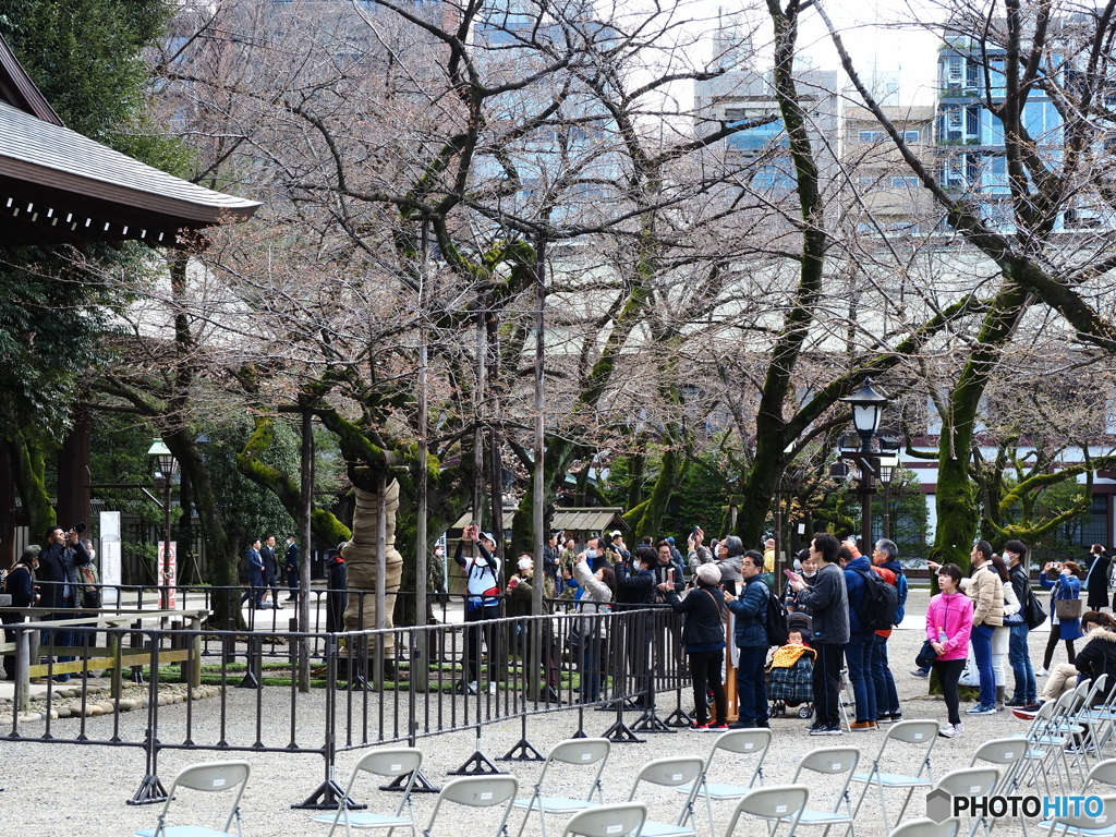 開花宣言翌日の標準木