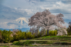 2024ワニ塚の桜
