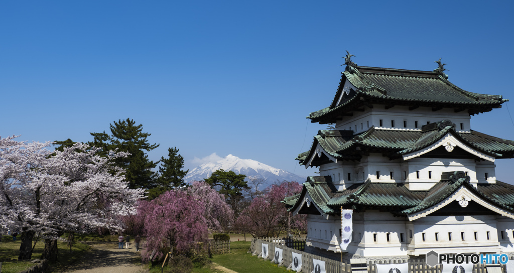 東北桜　2021　弘前公園　昼　②