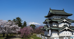 東北桜　2021　弘前公園　昼　②