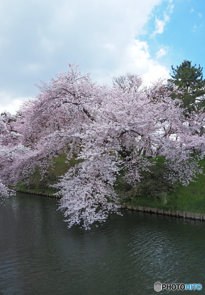 弘前公園南濠②(閉鎖中)