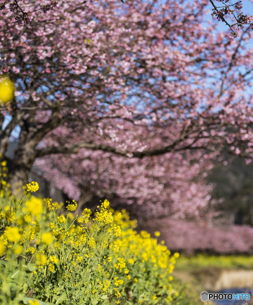 さあ、桜開幕