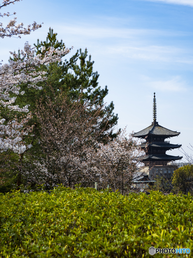 京の桜　2021　八坂の塔①