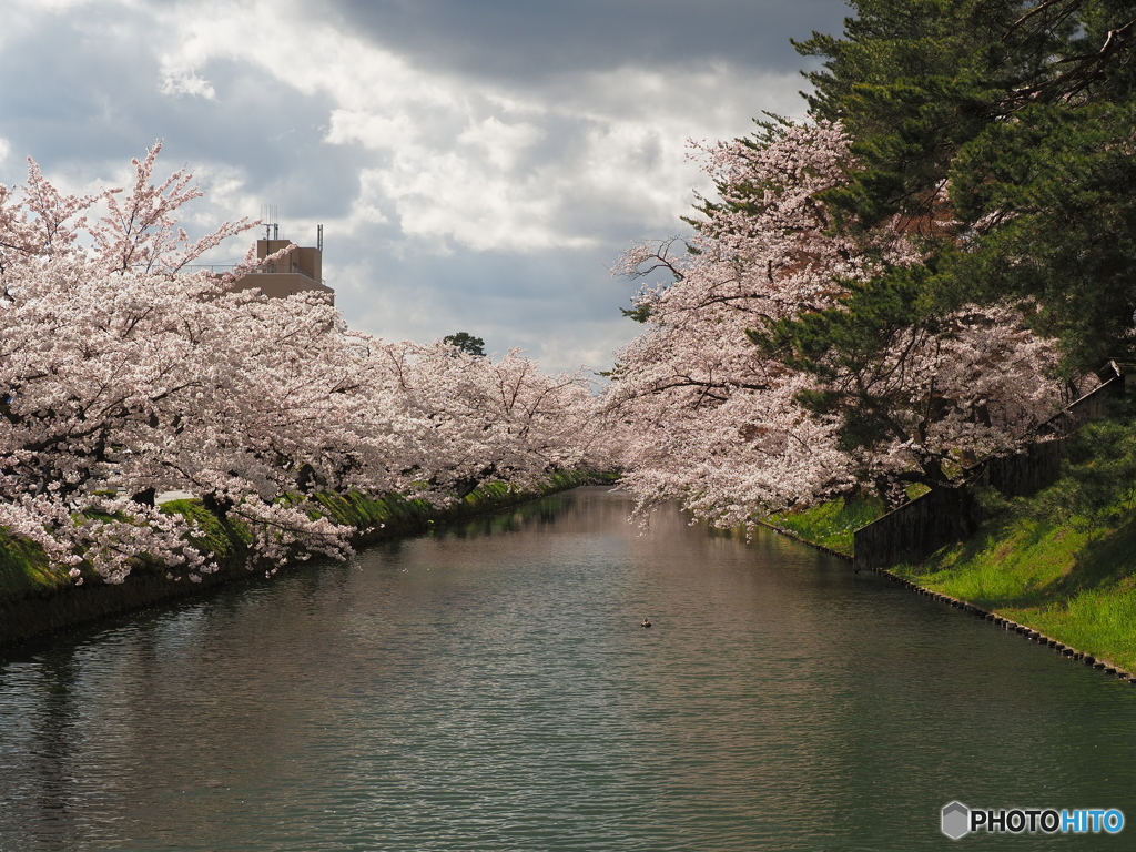 弘前公園南濠①(閉鎖中)