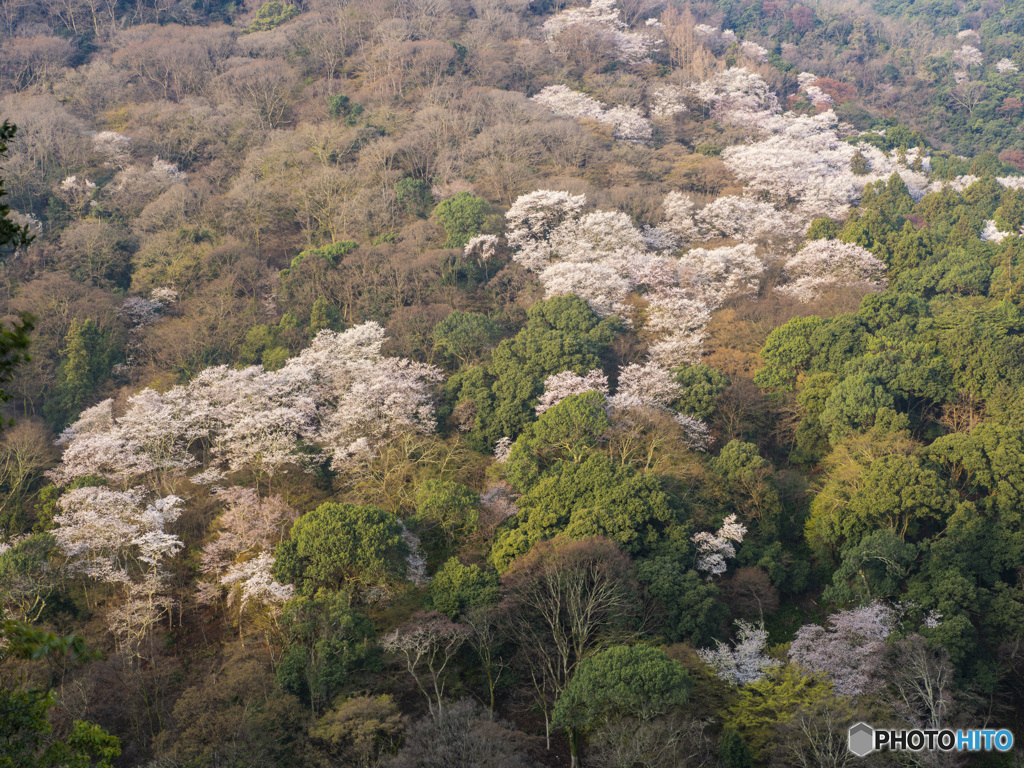 京の桜　2021　嵐山①