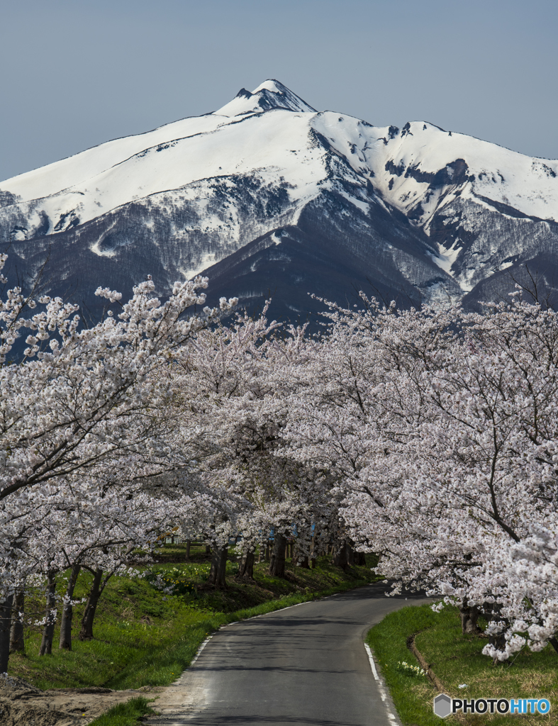 岩木山と桜並木