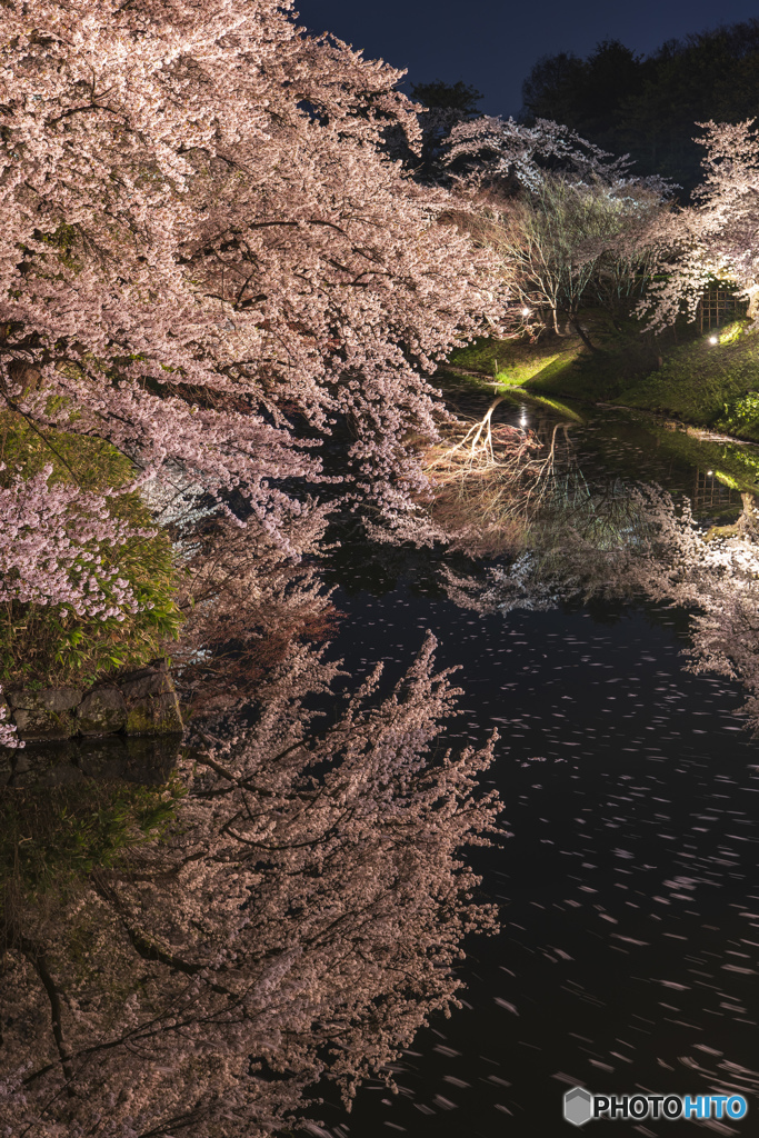 桜は夜③(弘前公園)