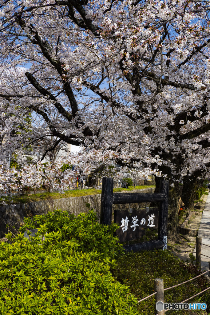 京の桜　2021　哲学の道