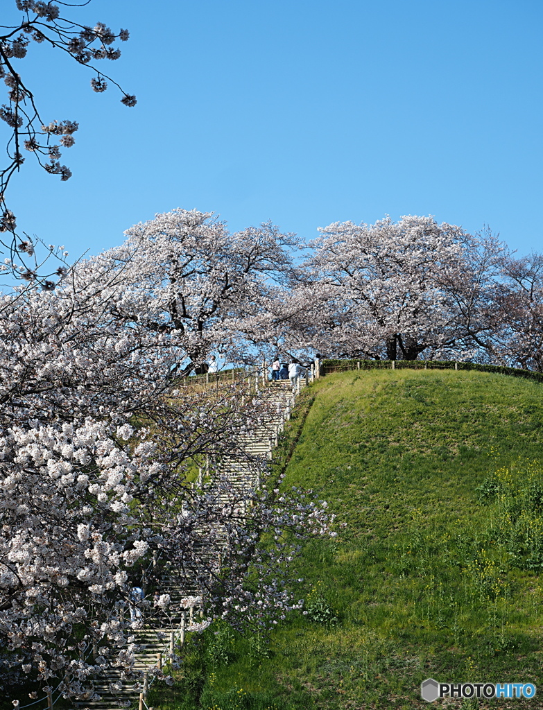春景(古墳公園)