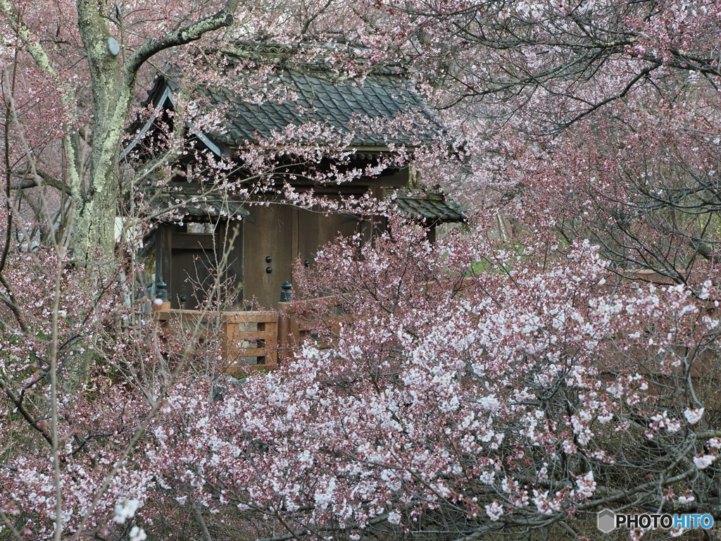 今年は閉鎖の高遠城址公園①