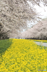 桜と菜の花ロード①