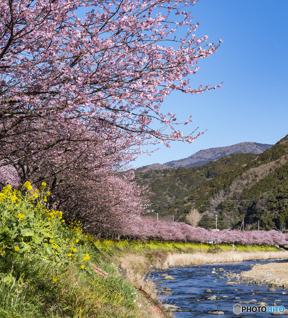 河津桜