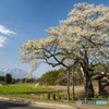 弘法桜と岩手山